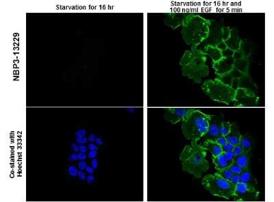 Immunocytochemistry/ Immunofluorescence: EGFR [p Tyr1045] Antibody [NBP3-13229]